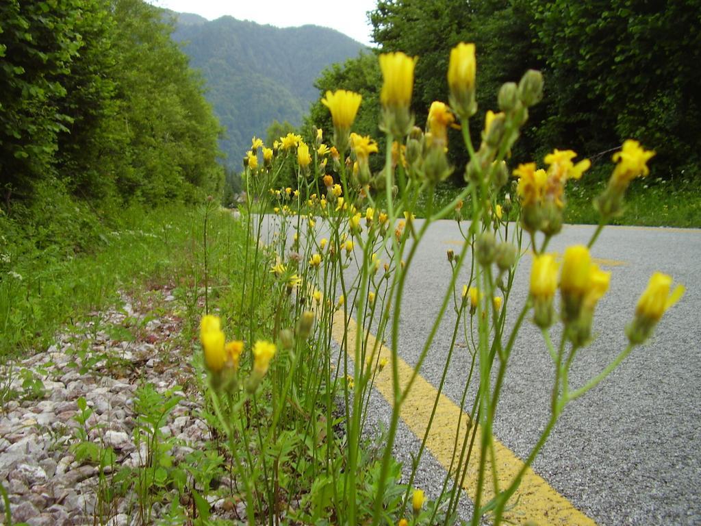 Rifugio Casa Alpina Julius Kugy Malborghetto Valbruna Ngoại thất bức ảnh